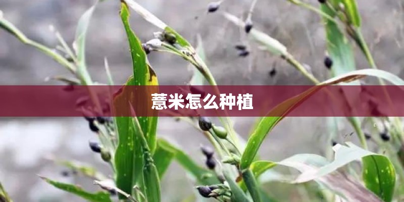 薏米怎么种植