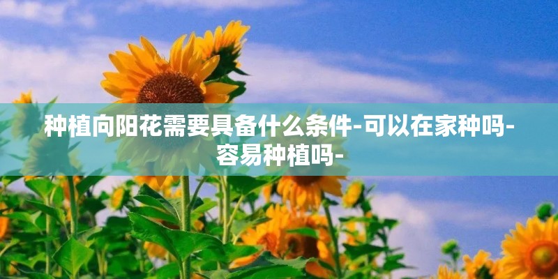 种植向阳花需要具备什么条件-可以在家种吗-容易种植吗-