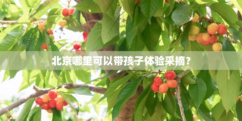 北京哪里可以带孩子体验采摘？