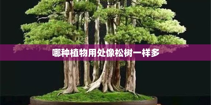 黑果花秋果在网上能买吗