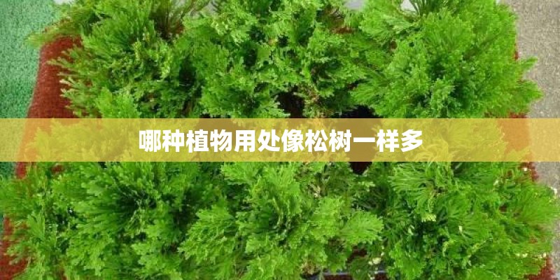哪种植物用处像松树一样多