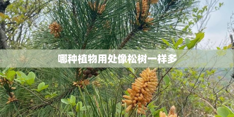 哪种植物用处像松树一样多