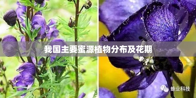 黑果花秋果在网上能买吗