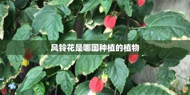 大班教案