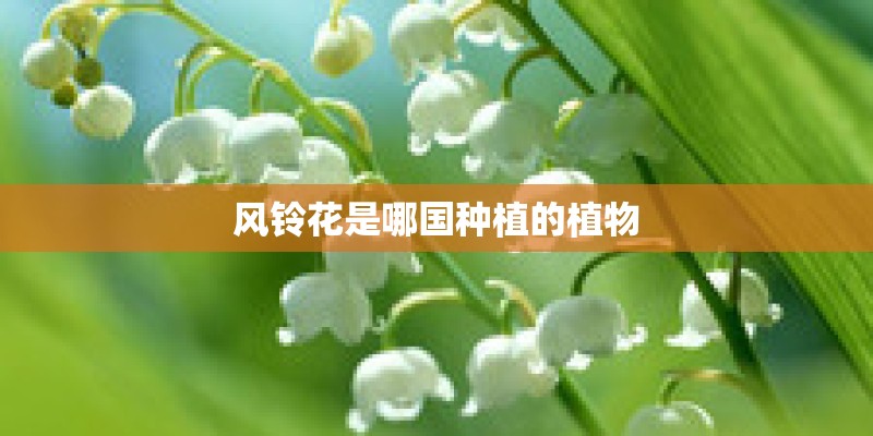 风铃花是哪国种植的植物