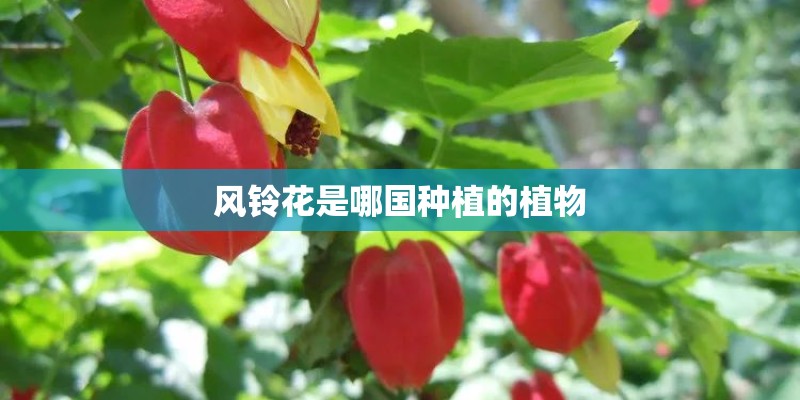风铃花是哪国种植的植物