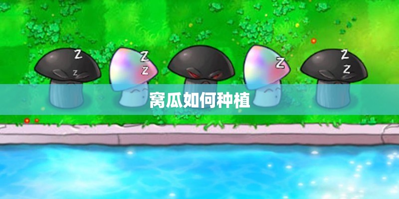 窝瓜如何种植