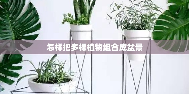怎样把多棵植物组合成盆景