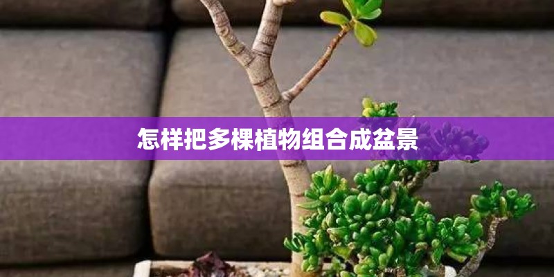 玫瑰花怎么养