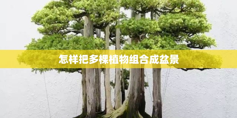 怎样把多棵植物组合成盆景