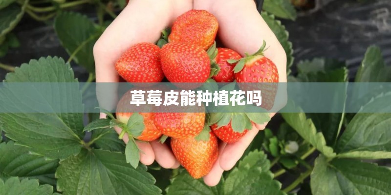 彩铅（3）让人垂涎欲滴的车厘子