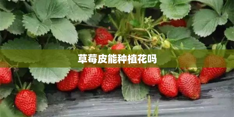 草莓皮能种植花吗 草莓皮能种植花吗