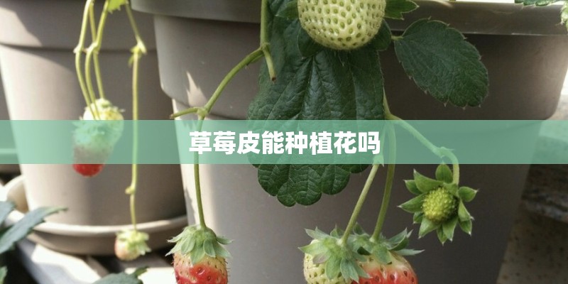 草莓皮能种植花吗 草莓皮能种植花吗