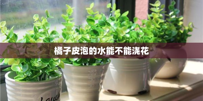 橘子皮泡的水能不能浇花