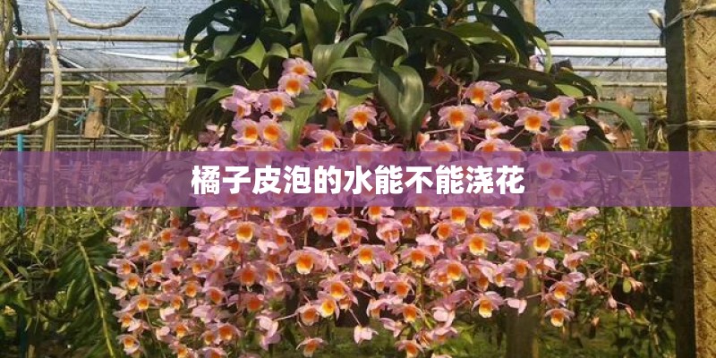 橘子皮泡的水能不能浇花