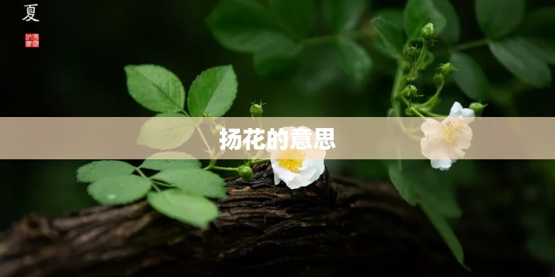 扬花的意思