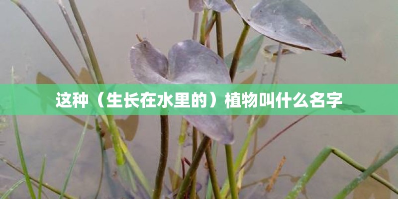 大班教案