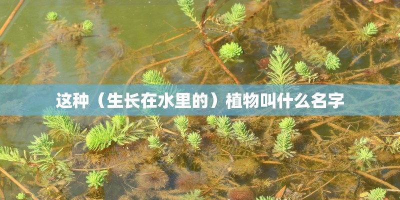 这种（生长在水里的）植物叫什么名字
