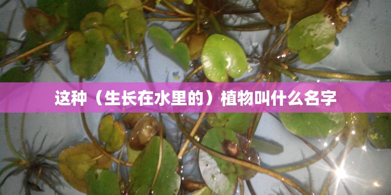 这种（生长在水里的）植物叫什么名字