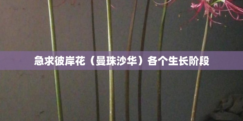 玫瑰花怎么养