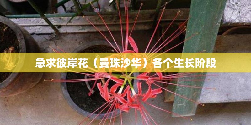 急求彼岸花（曼珠沙华）各个生长阶段