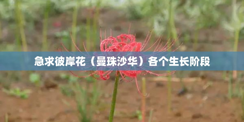 急求彼岸花（曼珠沙华）各个生长阶段