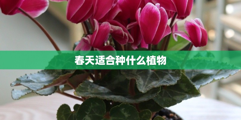 春天适合种什么植物