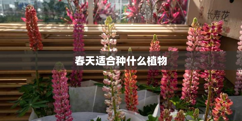 大班教案