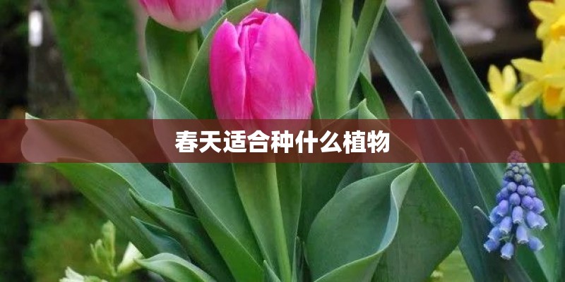 春天适合种什么植物