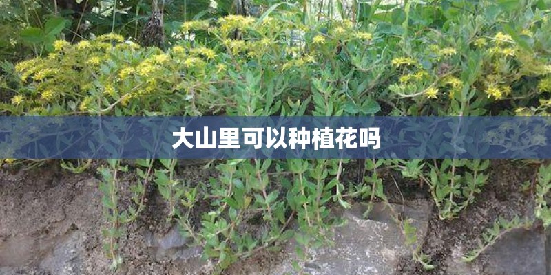玫瑰花怎么养