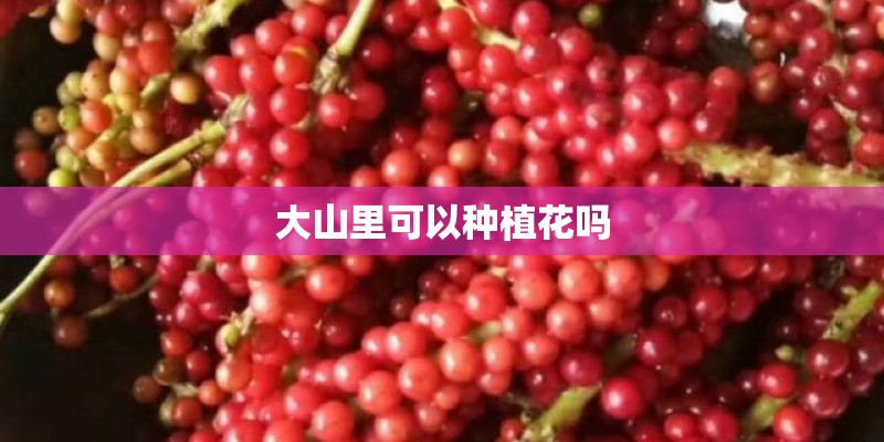 大山里可以种植花吗
