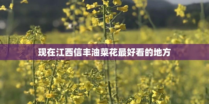现在江西信丰油菜花最好看的地方