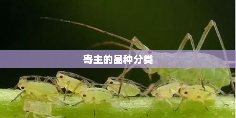 不给槟榔树钱,就砍人家的槟榔违法吗-