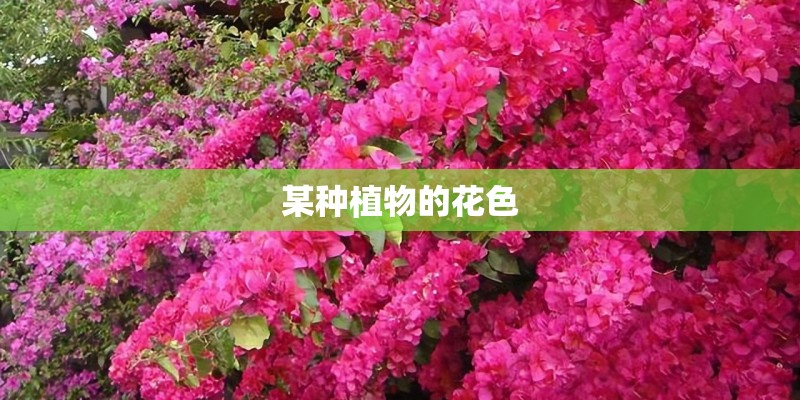 某种植物的花色
