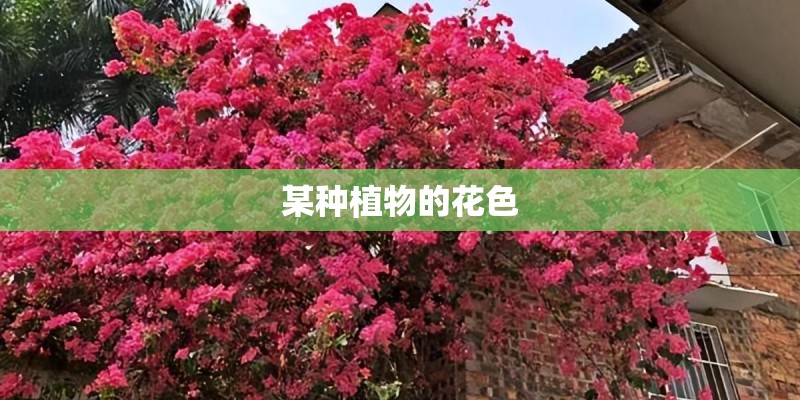 玫瑰花怎么养
