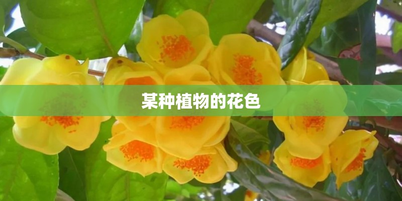 某种植物的花色