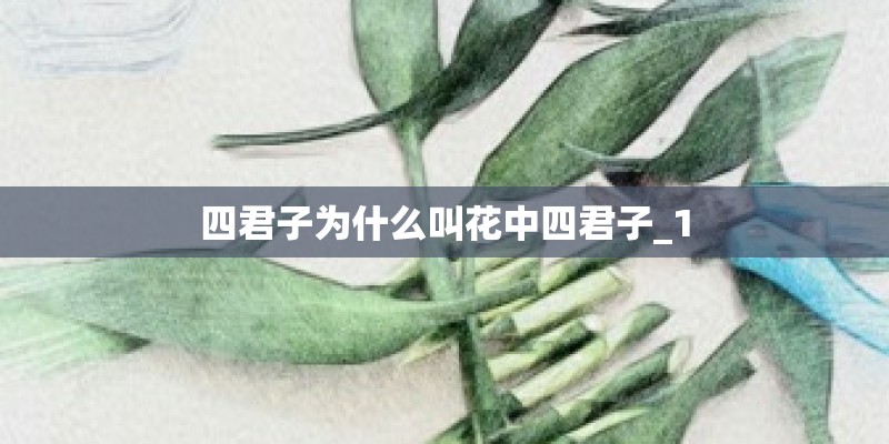 四君子为什么叫花中四君子_1 四君子为什么叫花中四君子_1