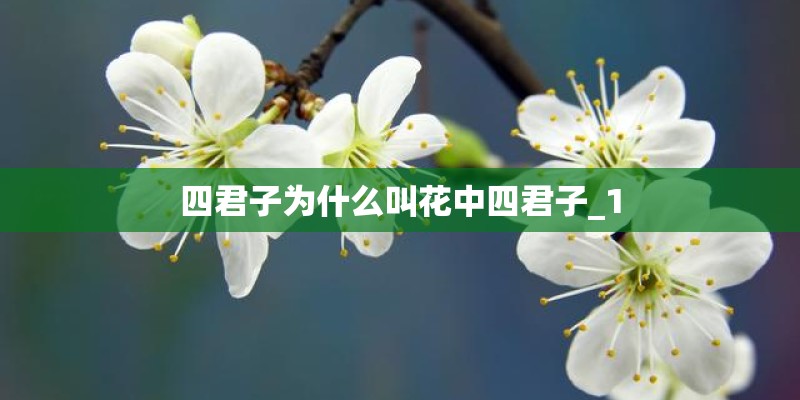 四君子为什么叫花中四君子_1 四君子为什么叫花中四君子_1