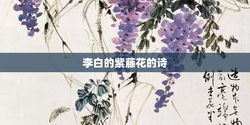 玫瑰花怎么养