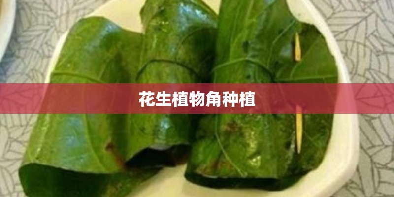 花生植物角种植
