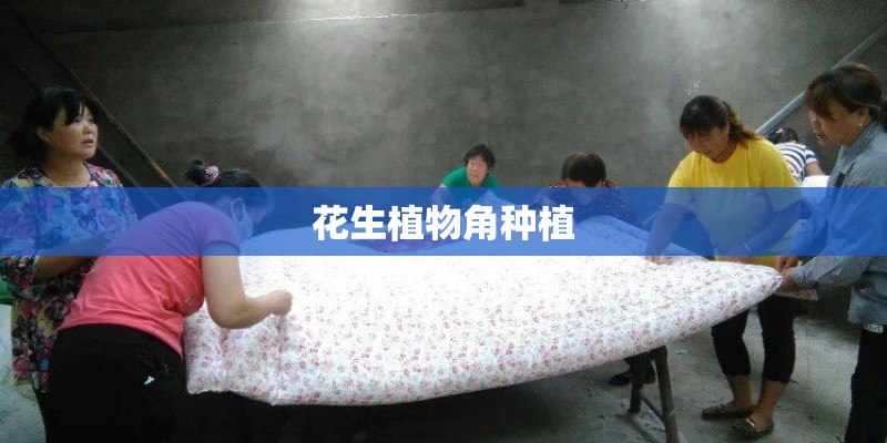 黑果花秋果在网上能买吗