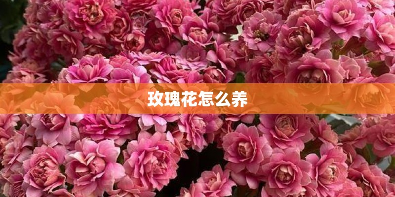 玫瑰花怎么养
