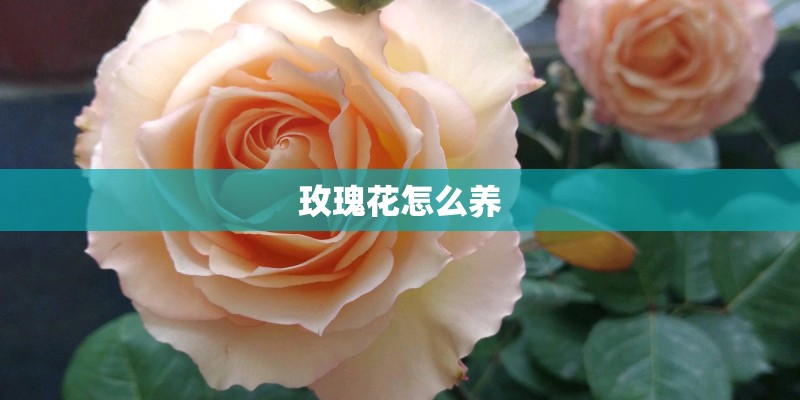 玫瑰花怎么养