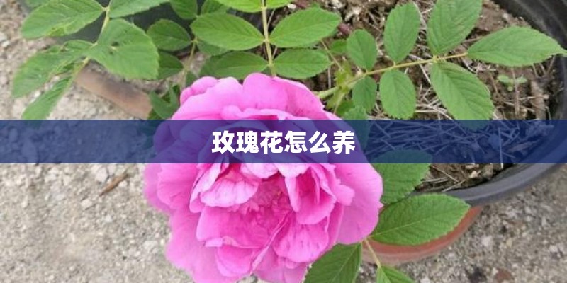 玫瑰花怎么养