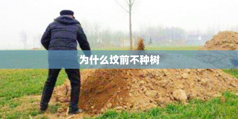 为什么坟前不种树