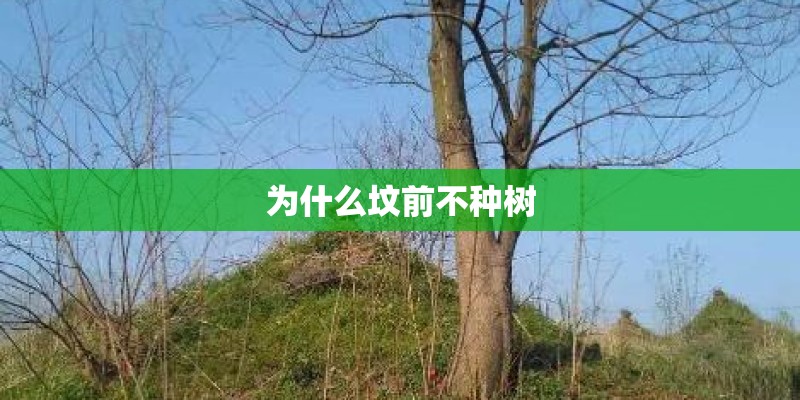为什么坟前不种树