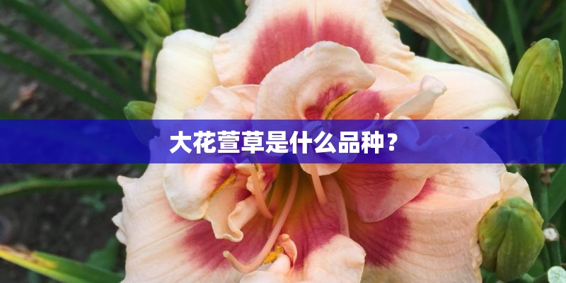 玫瑰花怎么养