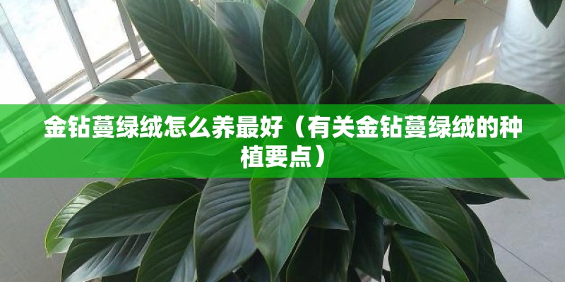 窝瓜如何种植