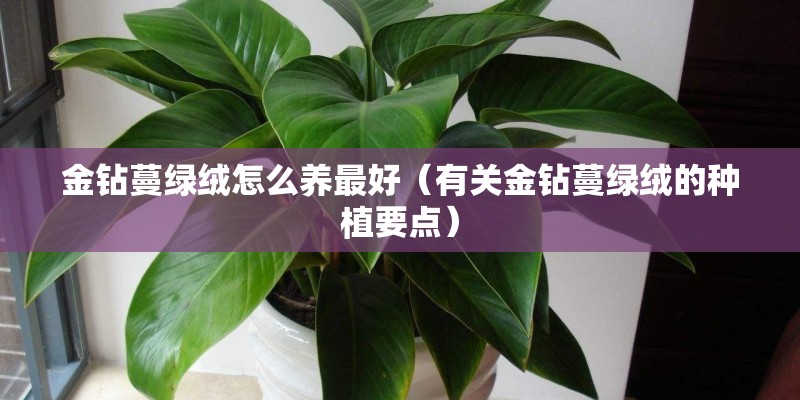 金钻蔓绿绒怎么养最好（有关金钻蔓绿绒的种植要点）