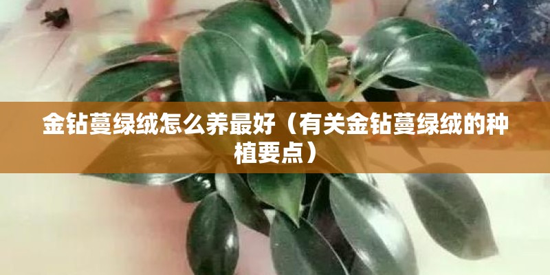金钻蔓绿绒怎么养最好（有关金钻蔓绿绒的种植要点）